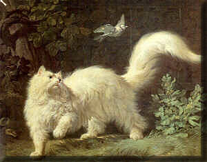 Un chat Angora